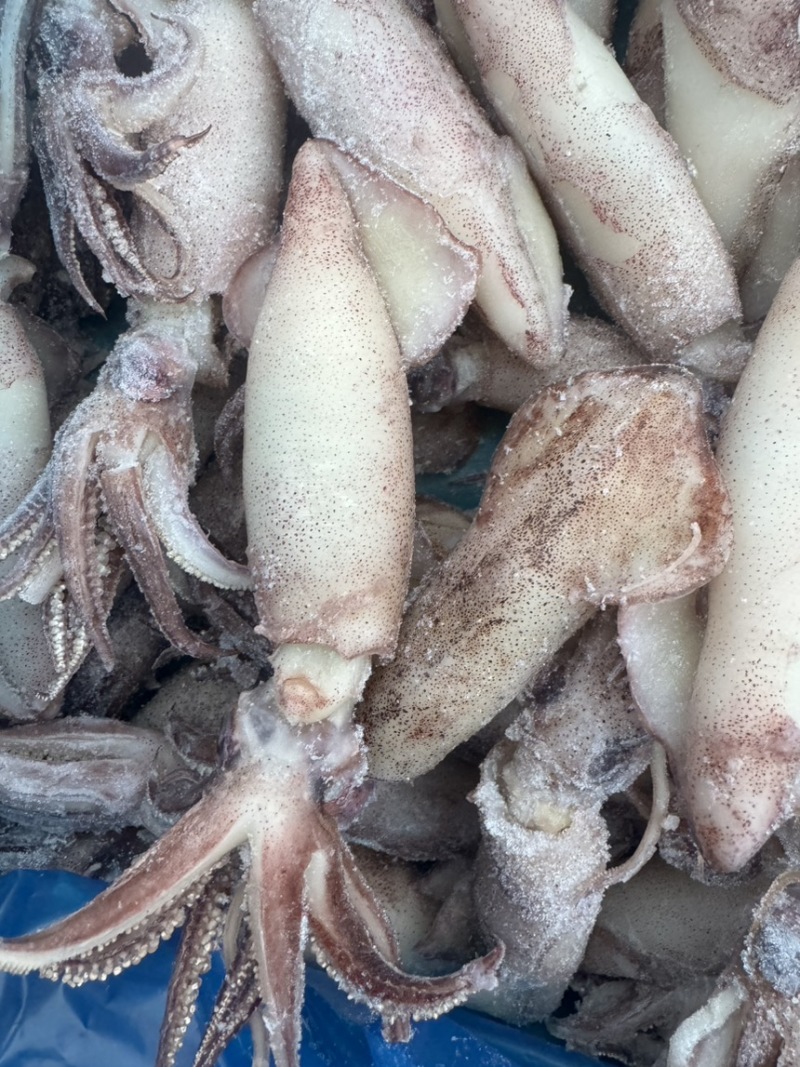 满籽籽乌，海兔子，笔管鱼，个头大，满满都是籽