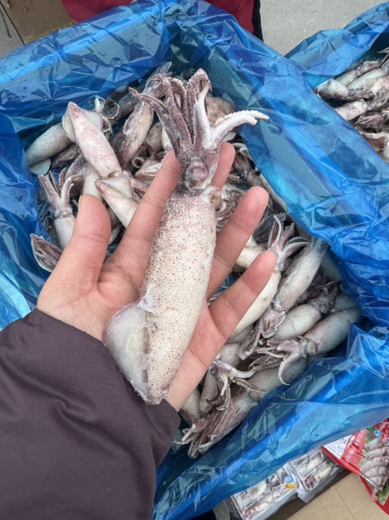 满籽籽乌，海兔子，笔管鱼，个头大，满满都是籽