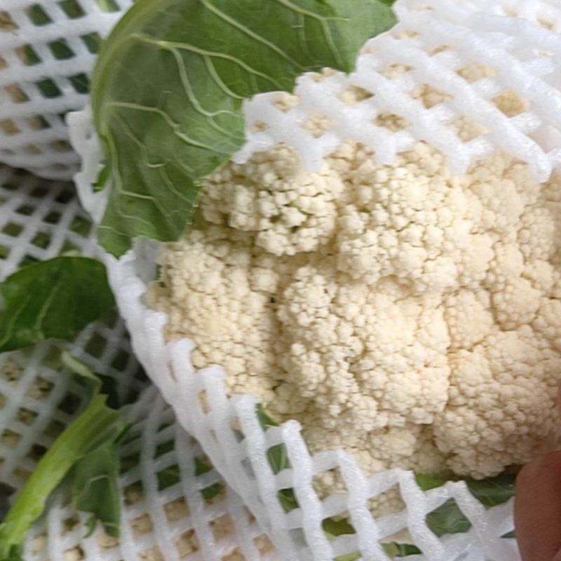 精品松花菜菜花花菜花面干净白面青梗平脚无根