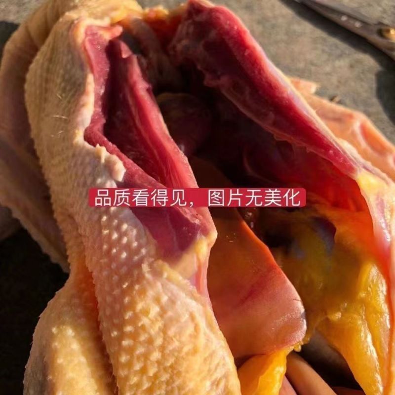 农家散养大鹅散养大鹅仔鹅鹅肉现杀土鹅新鲜白鹅现杀