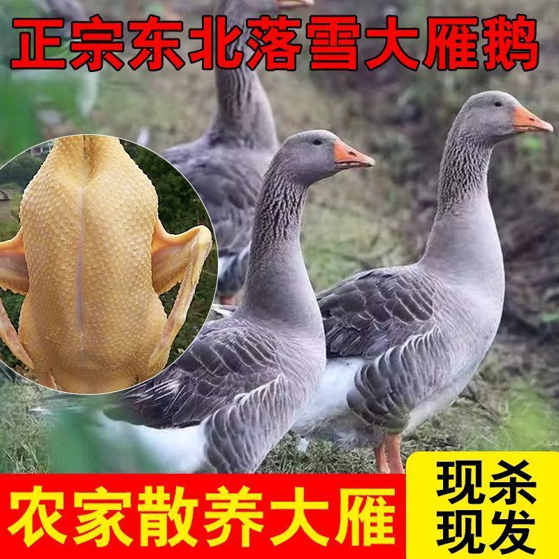 农家散养大鹅散养大鹅仔鹅鹅肉现杀土鹅新鲜白鹅现杀