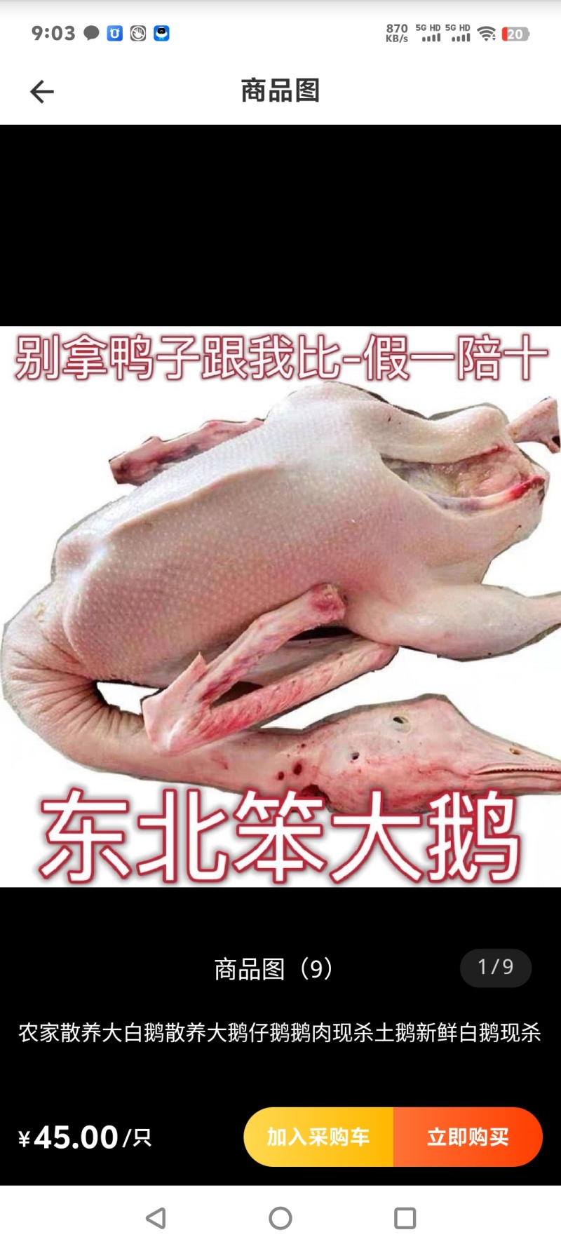 农家散养大鹅散养大鹅仔鹅鹅肉现杀土鹅新鲜白鹅现杀
