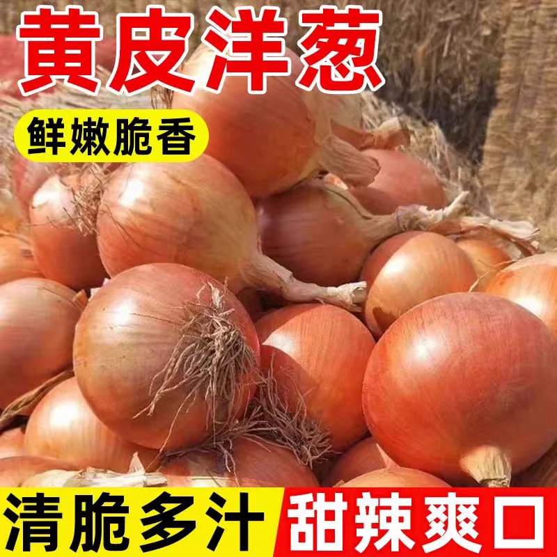 甘肃景泰，黄皮洋葱，5到8公分，8以上，全国待发