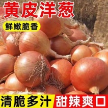甘肃景泰，黄皮洋葱，5到8公分，8以上，全国待发