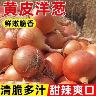 甘肃景泰，黄皮洋葱，5到8公分，8以上，全国待发