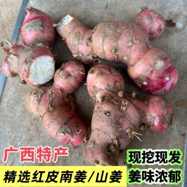 全国批发，广西红皮南姜/山姜