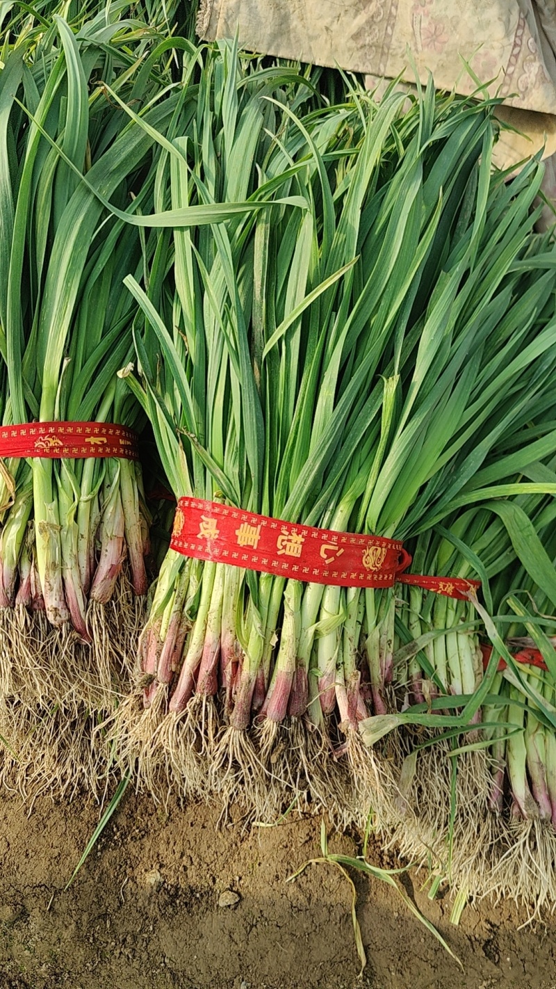 红根蒜苗，产地直销，保质保量