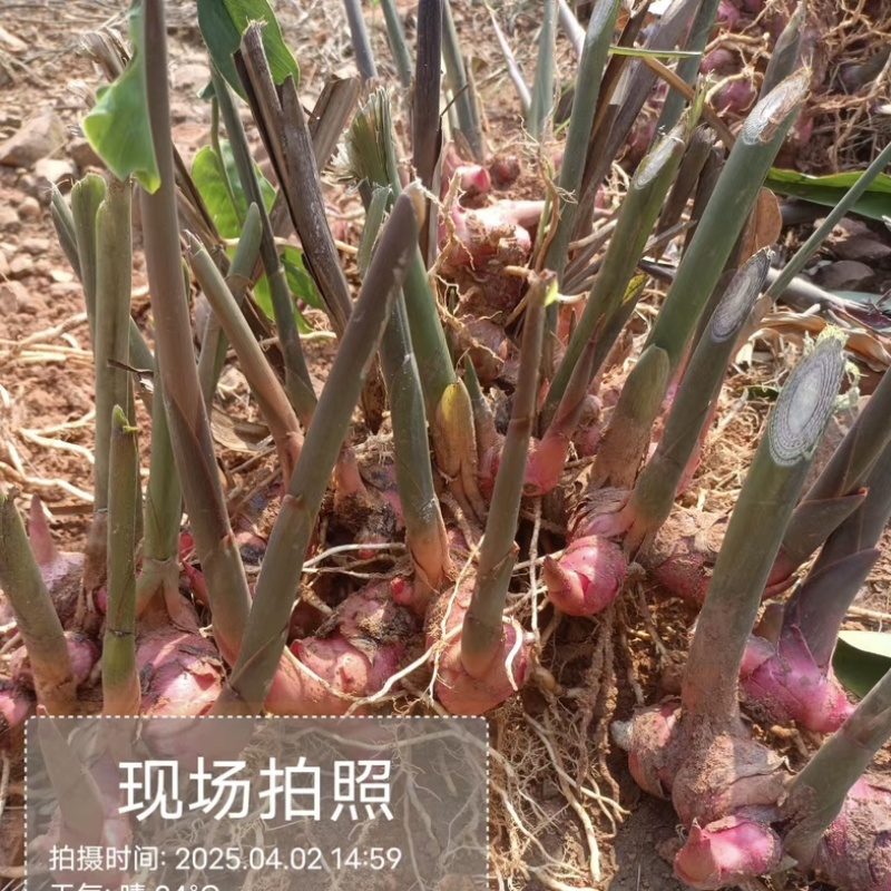 全国批发，广西红皮南姜/山姜