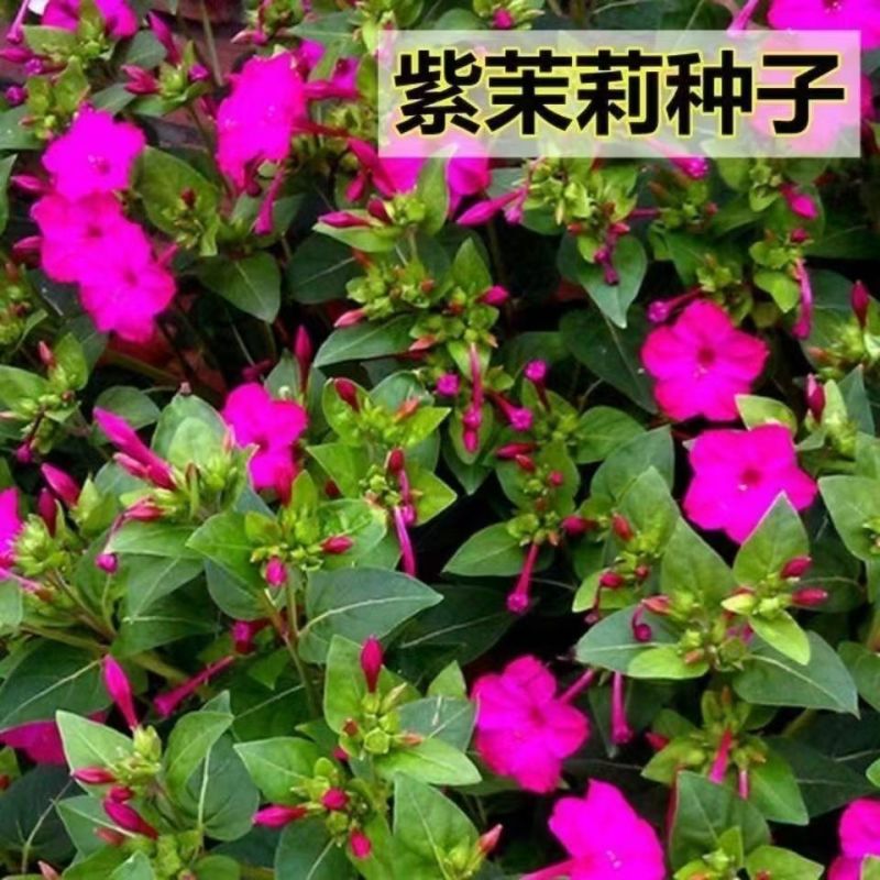 紫茉莉种子花种籽子地雷花夜来香种子阳台盆栽庭院四季播开花