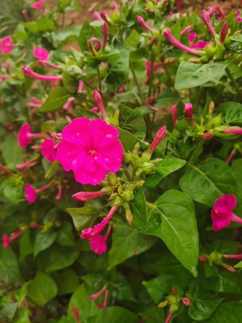 紫茉莉种子花种籽子地雷花夜来香种子阳台盆栽庭院四季播开花