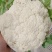 精品松花菜菜花白面青梗产地直销量大从优可视频看货