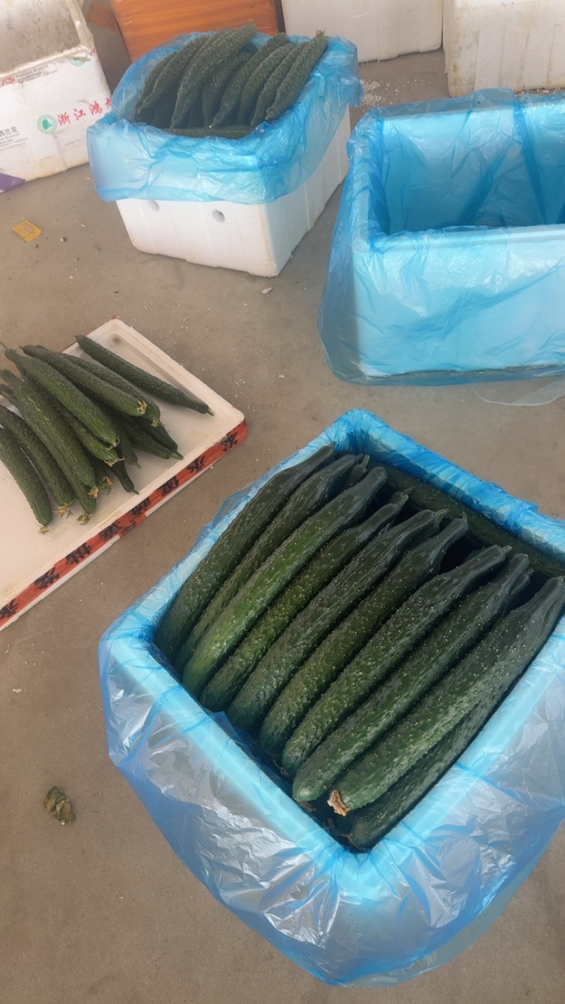 大棚黄瓜！新苗大量上市！质量保证！欢迎来采购！