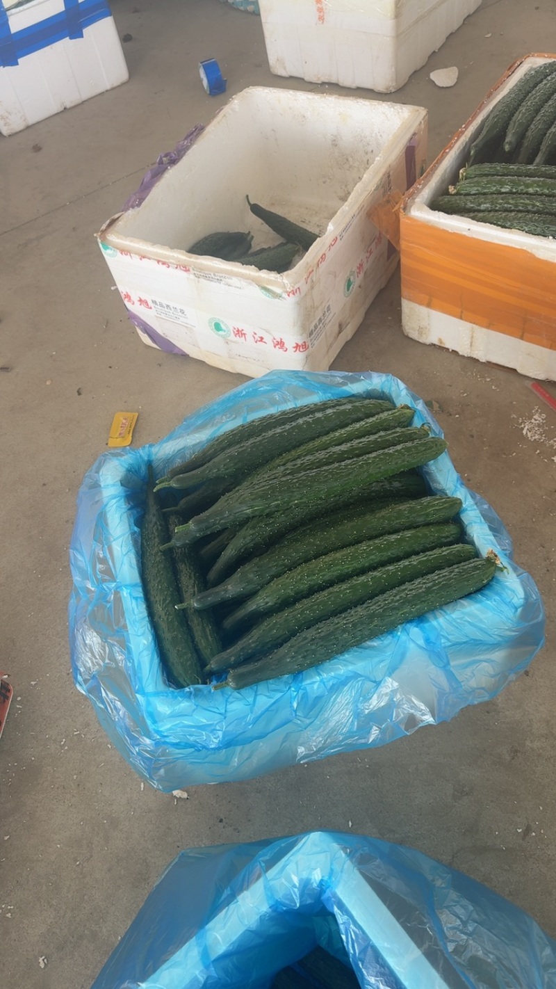 大棚黄瓜！新苗大量上市！质量保证！欢迎来采购！