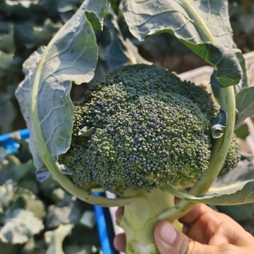 精品耐寒**西兰花大量上市，主要对接商超等长期采购商！