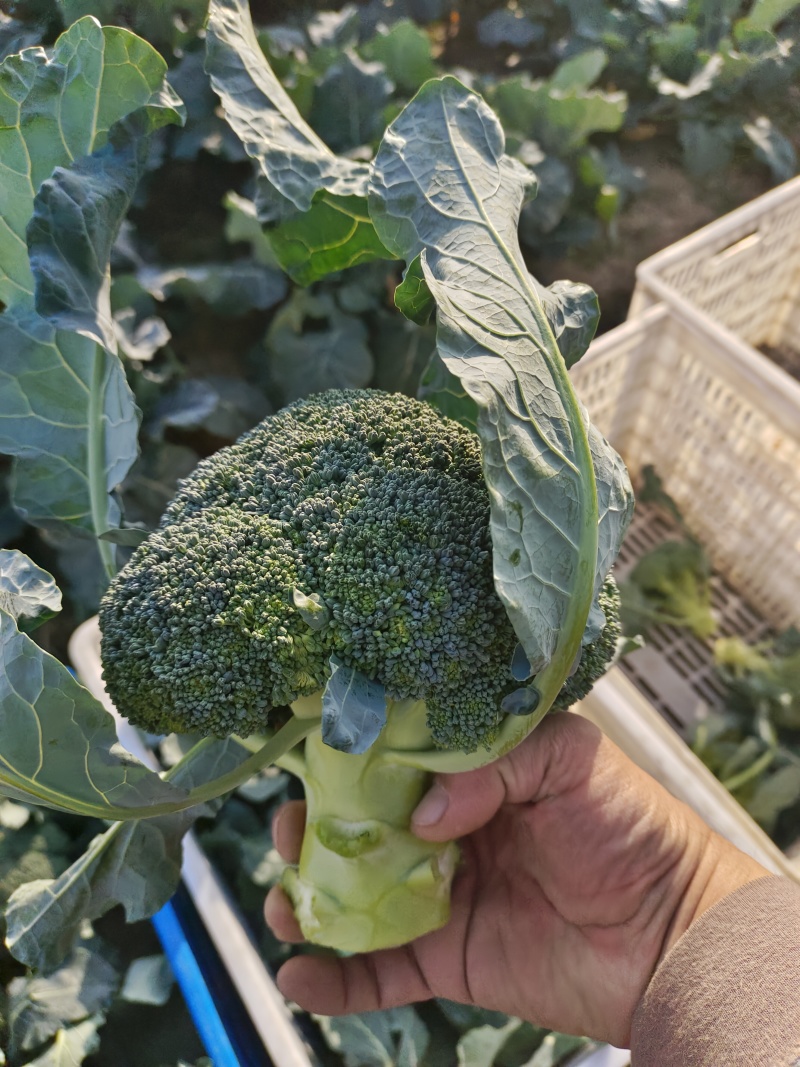 精品耐寒**西兰花大量上市，主要对接商超等长期采购商！