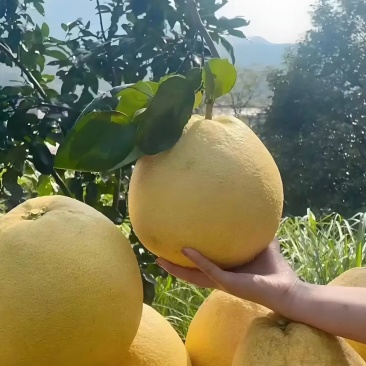 江西上饶广丰大南马家柚
