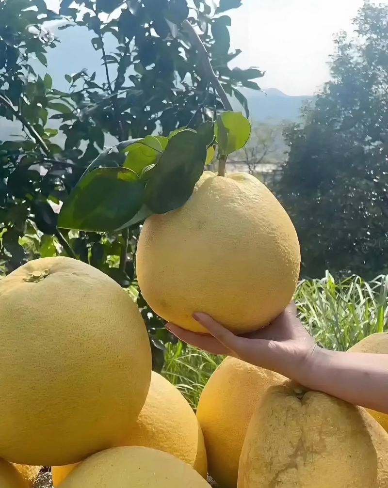 江西上饶广丰大南马家柚