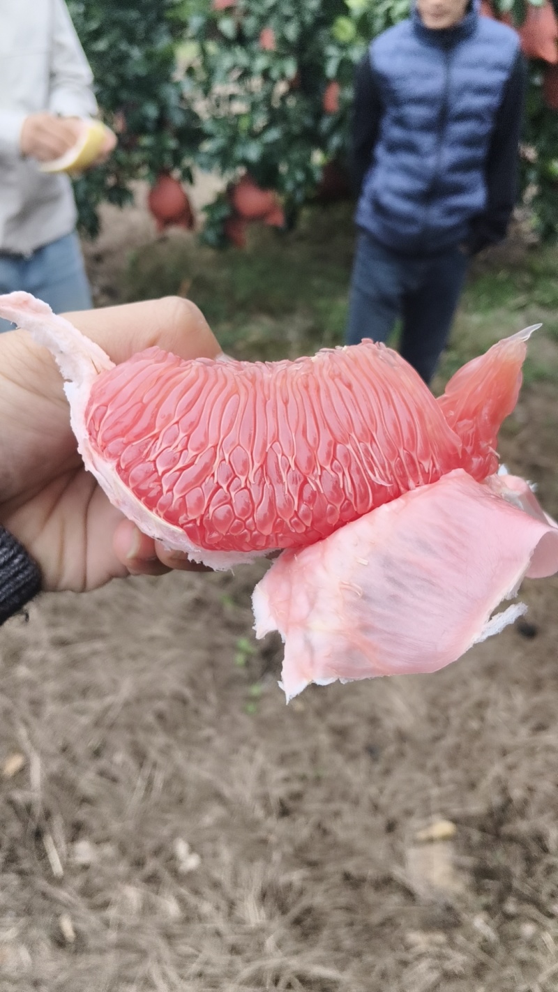江西上饶广丰大南马家柚