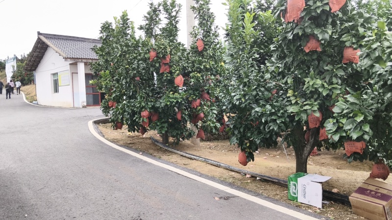 江西上饶广丰大南马家柚