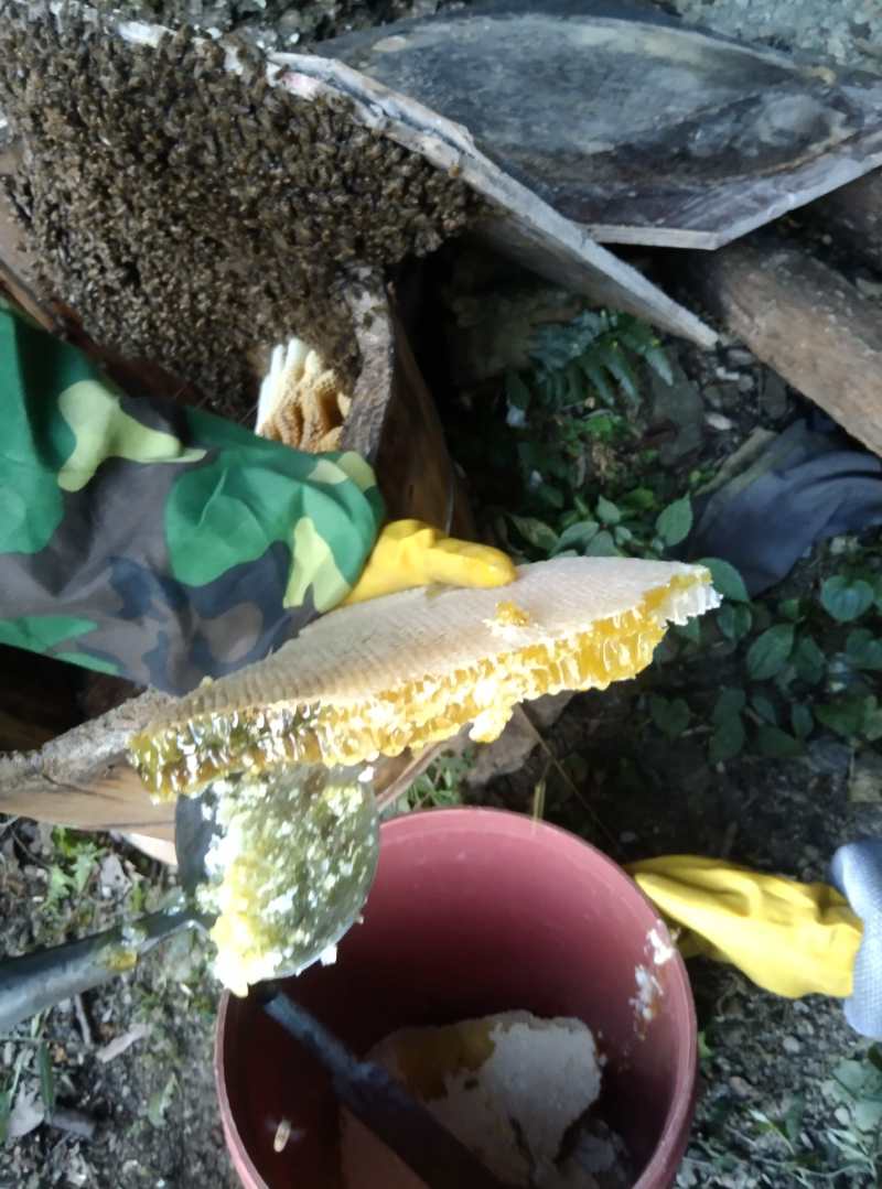 湘西蜂农一手货源品质保障不掺假***高山野蜂蜜一手货