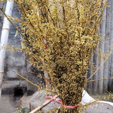 供应木姜孑，山胡椒枝条花朵量大从优欢迎来电咨询