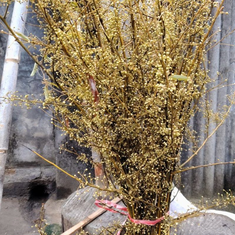 供应木姜孑，山胡椒枝条花朵量大从优欢迎来电咨询