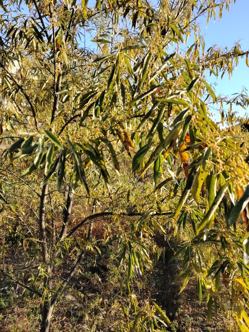 供应木姜孑，山胡椒枝条花朵量大从优欢迎来电咨询