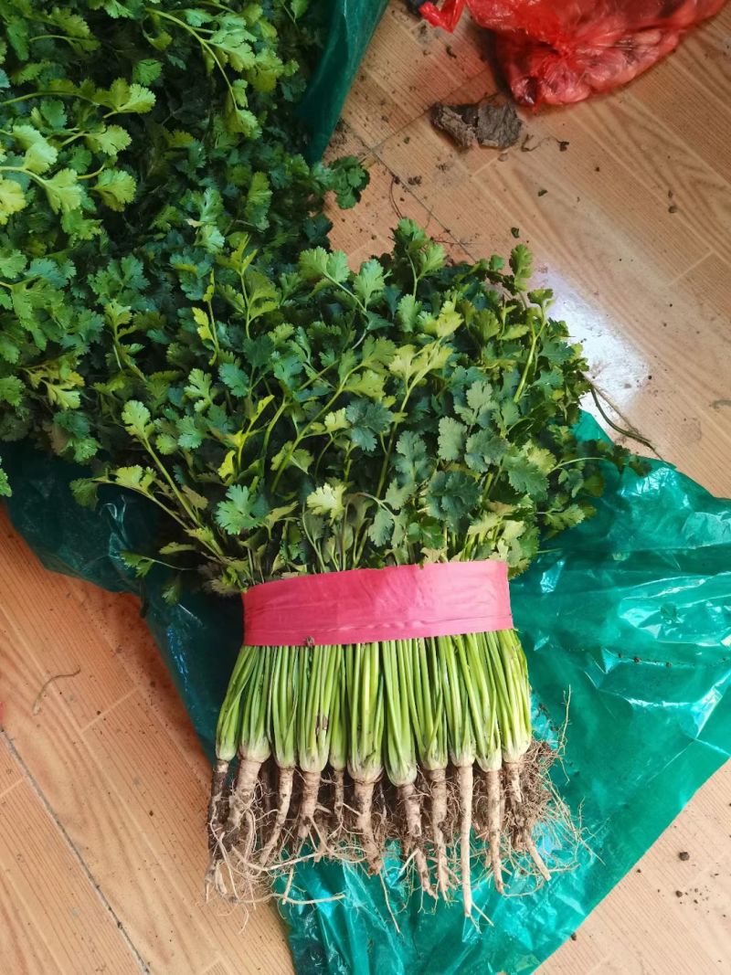 香菜聊城中叶香菜铁杆青香菜产地直发一手货源