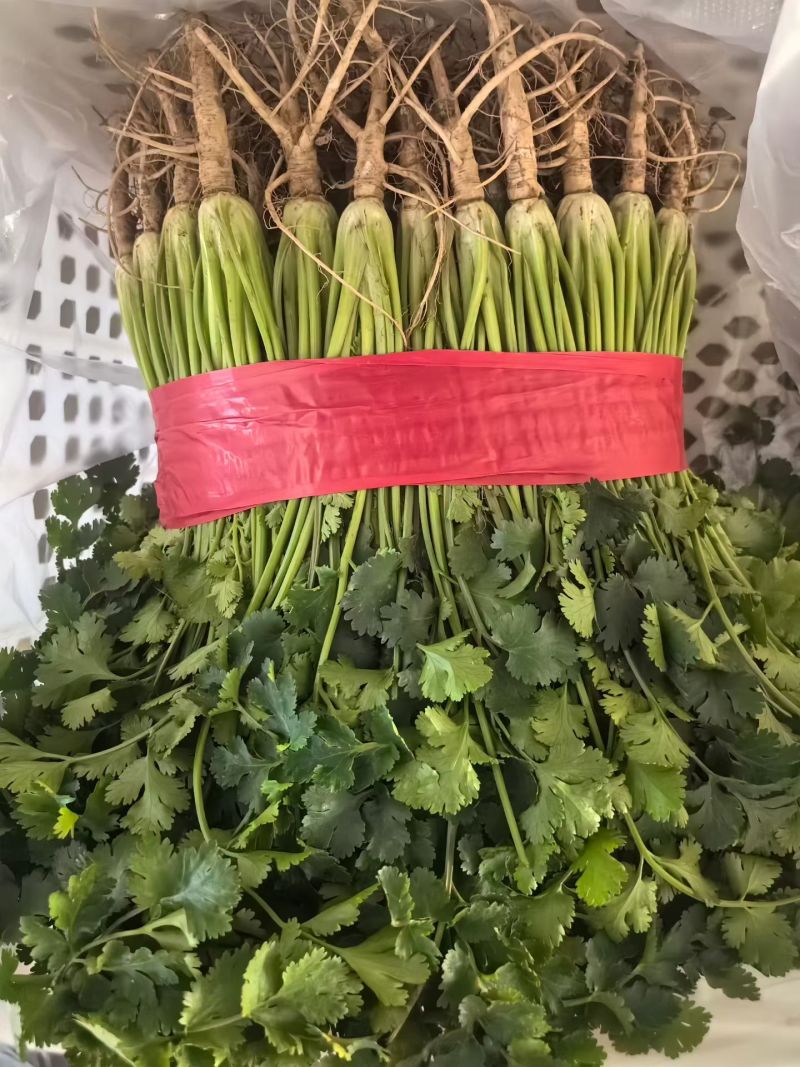 香菜聊城中叶香菜铁杆青香菜产地直发一手货源