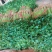香菜聊城中叶香菜铁杆青香菜产地直发一手货源