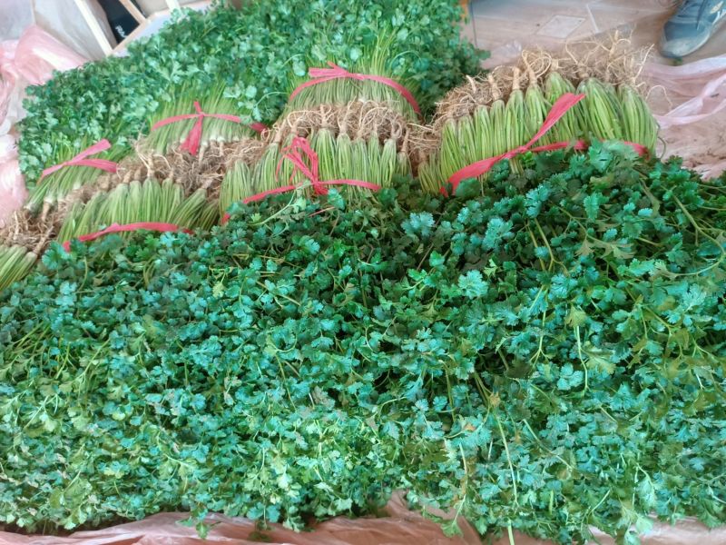 香菜聊城中叶香菜铁杆青香菜产地直发一手货源