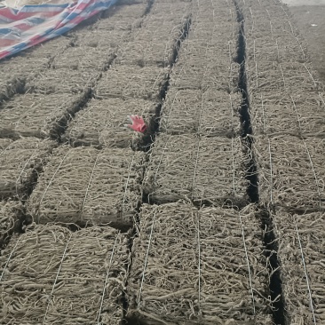 金口河川牛膝，产地一手货源量大优惠，对接全国市场电商平台