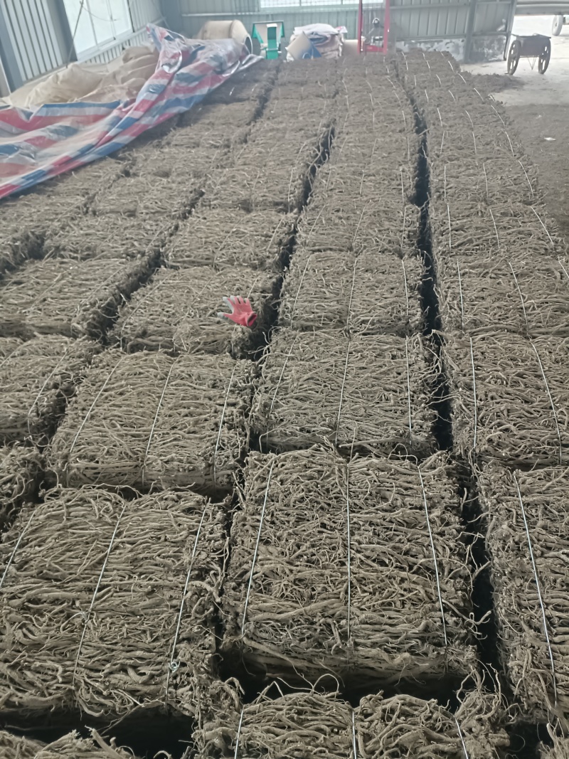 金口河川牛膝，产地一手货源量大优惠，对接全国市场电商平台