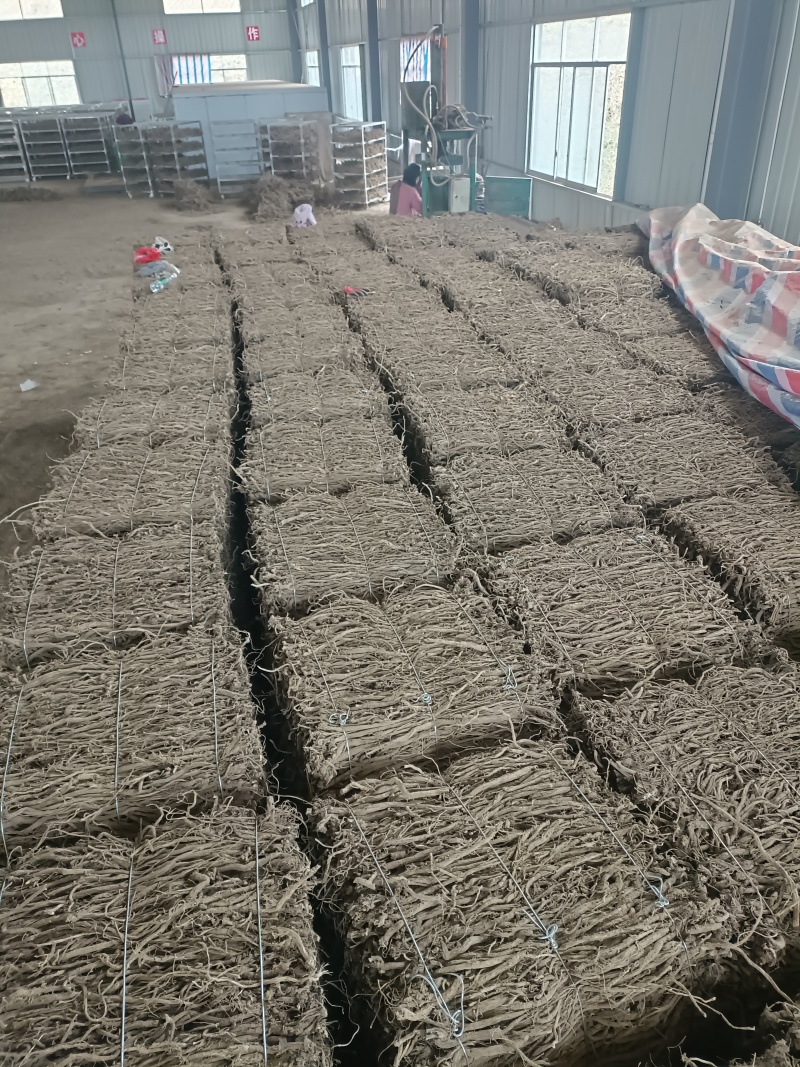 金口河川牛膝，产地一手货源量大优惠，对接全国市场电商平台