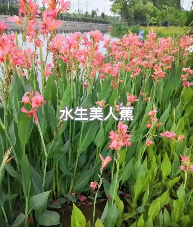 美人蕉种子美人蕉小芭蕉黄花美人蕉种籽河边植物花