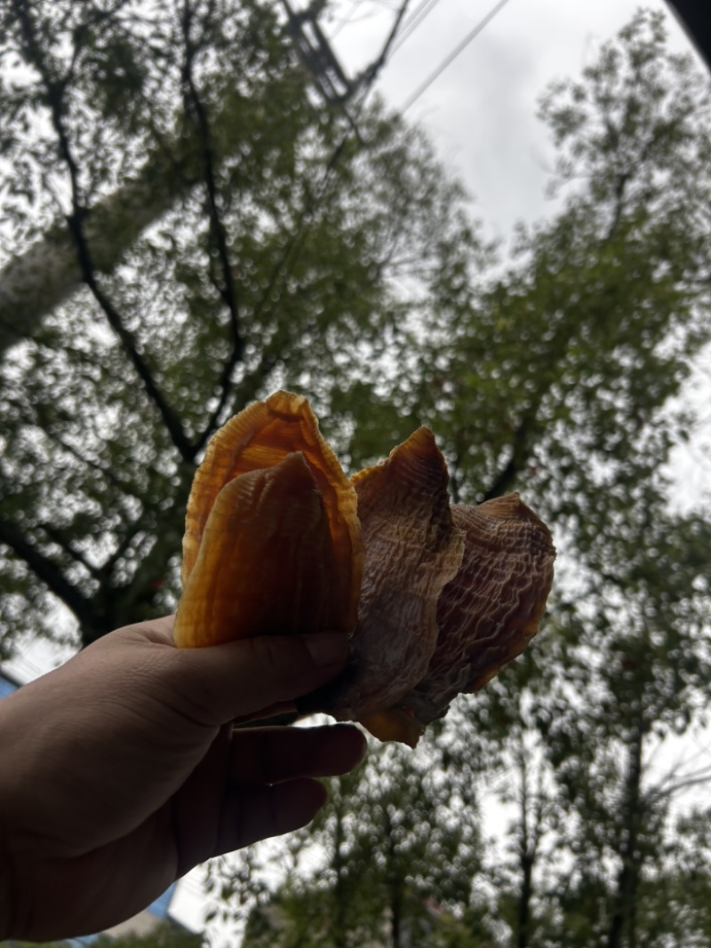 优质玉兰片，便宜出售