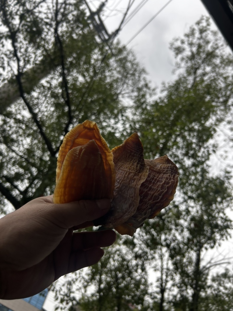 优质玉兰片，便宜出售
