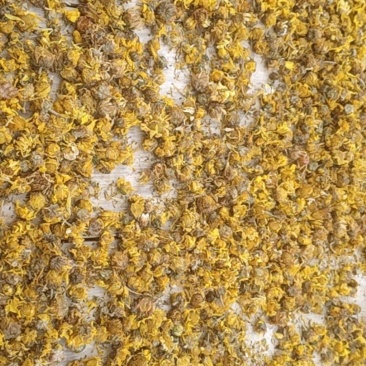 纯纯野生特级菊花。。