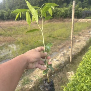 沉香树苗