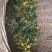 纯纯野生特级菊花。。