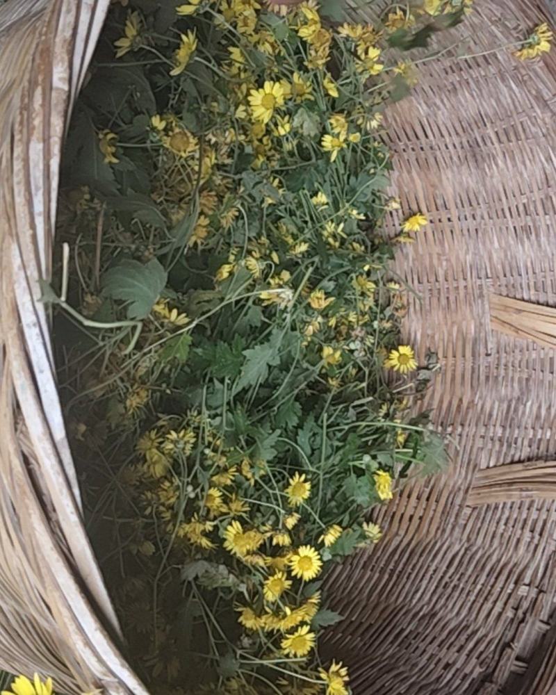 纯纯野生特级菊花。。