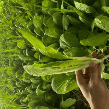 精品小白菜，菜心瓢儿白。量大从优