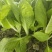 精品小白菜，菜心瓢儿白。量大从优