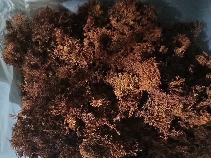 野生树花
