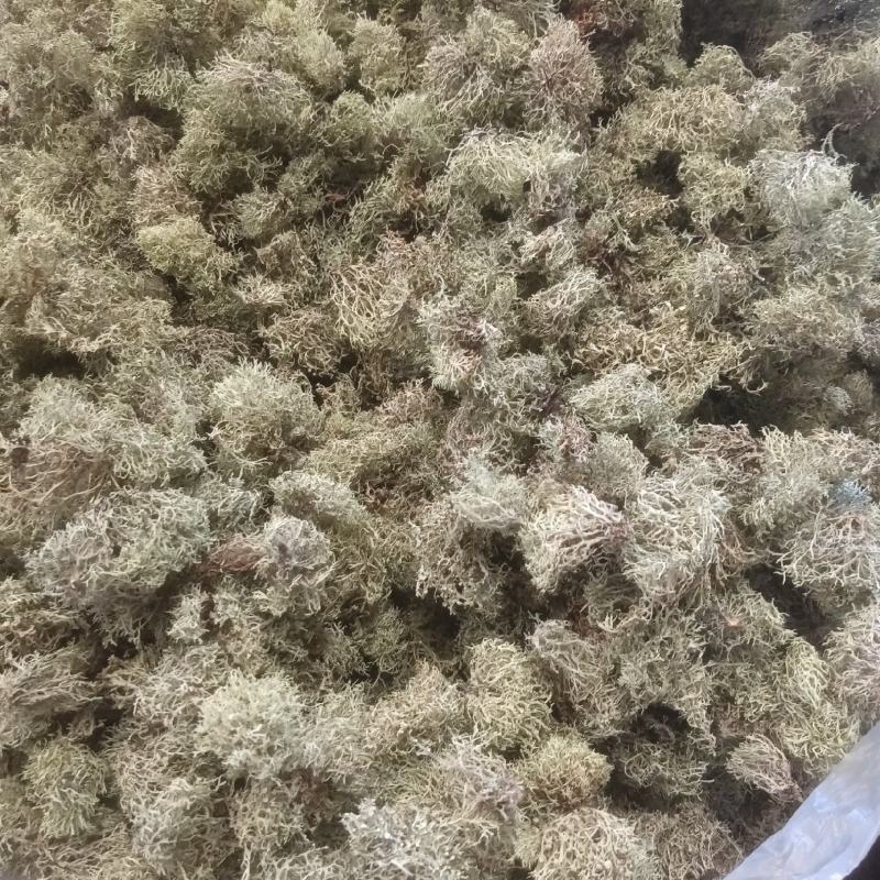 野生树花