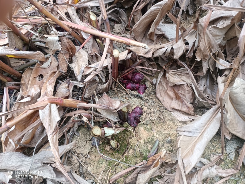 旱藕广西芭蕉芋产地直发量大，从优对接全国市场欢迎咨询
