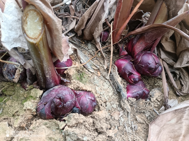 旱藕广西芭蕉芋产地直发量大，从优对接全国市场欢迎咨询