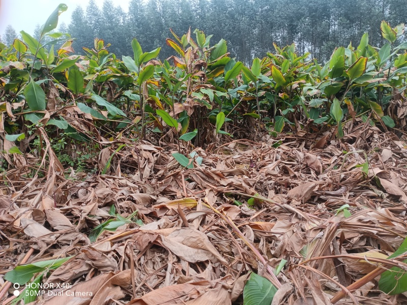旱藕广西芭蕉芋产地直发量大，从优对接全国市场欢迎咨询