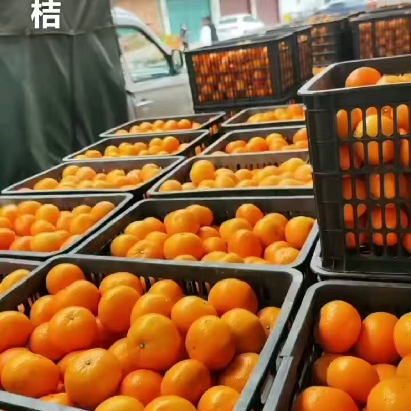 广西沃柑大量供应中对接市场档口量大从优欢迎来电咨询订购