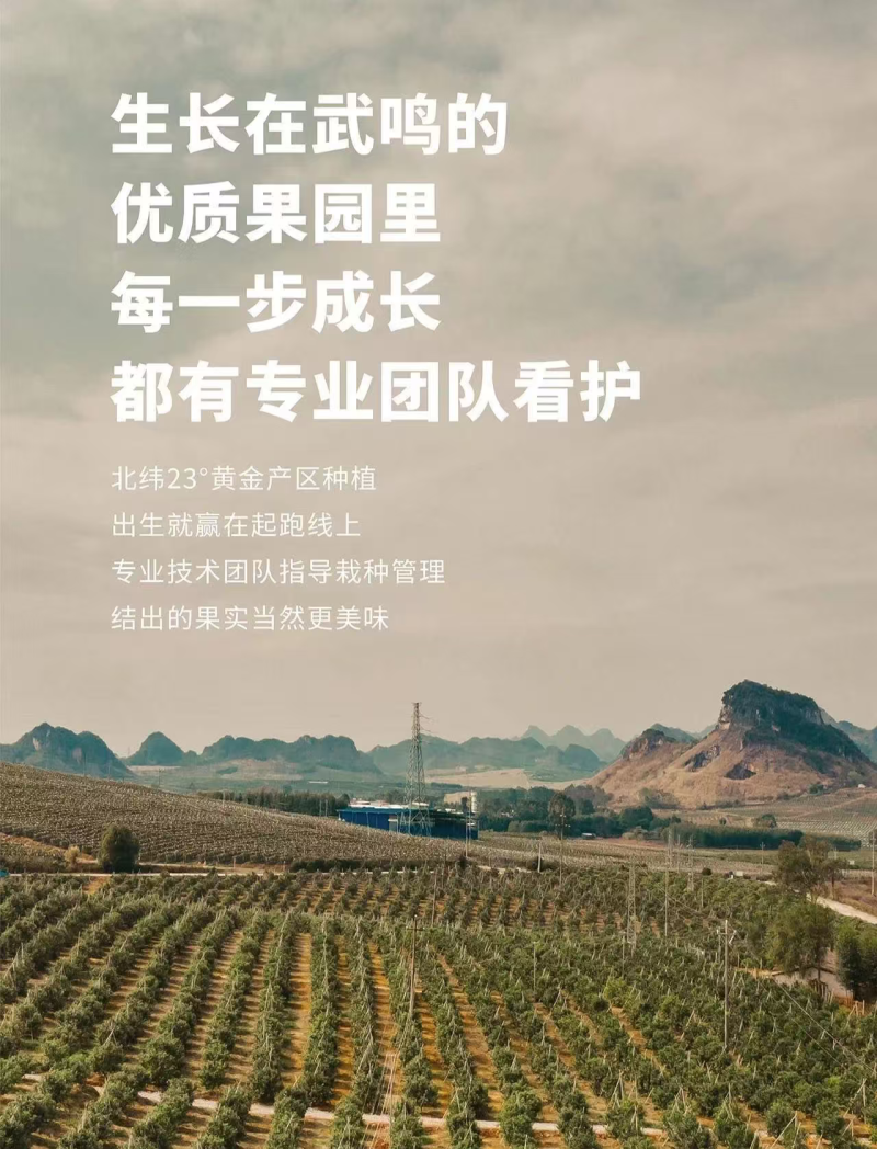 广西沃柑大量供应中对接市场档口量大从优欢迎来电咨询订购